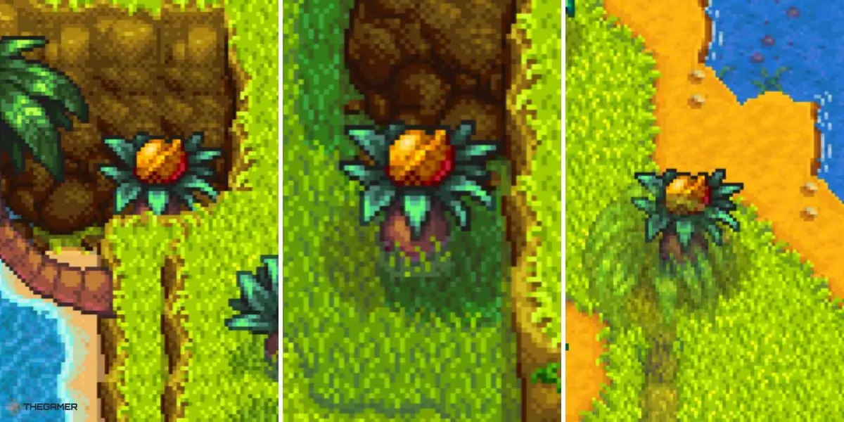 Stardew Valley Ginger Island West Golden Walnut Locations (3)