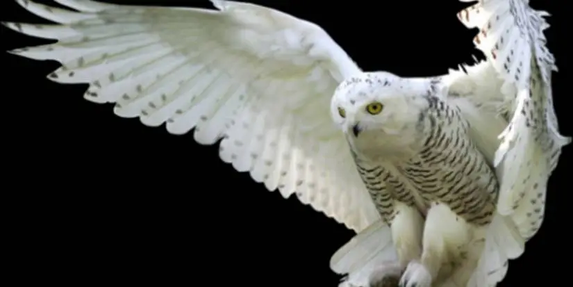 Harry Potter Hedwig in flight
