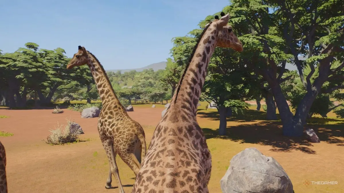 Giraffes in the trees in Planet Zoo 2.