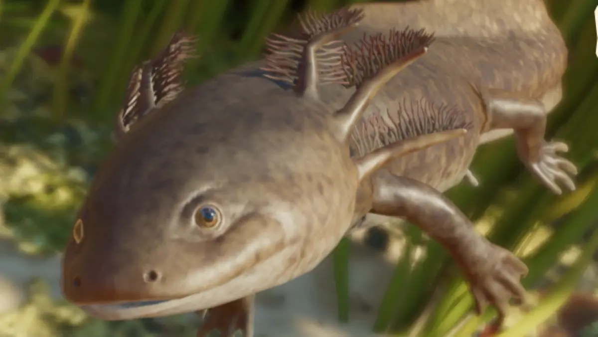 axolotl planet zoo 2