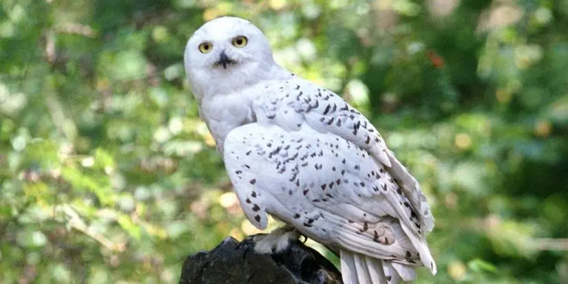 Hedwig from Harry Potter sitting in the trees