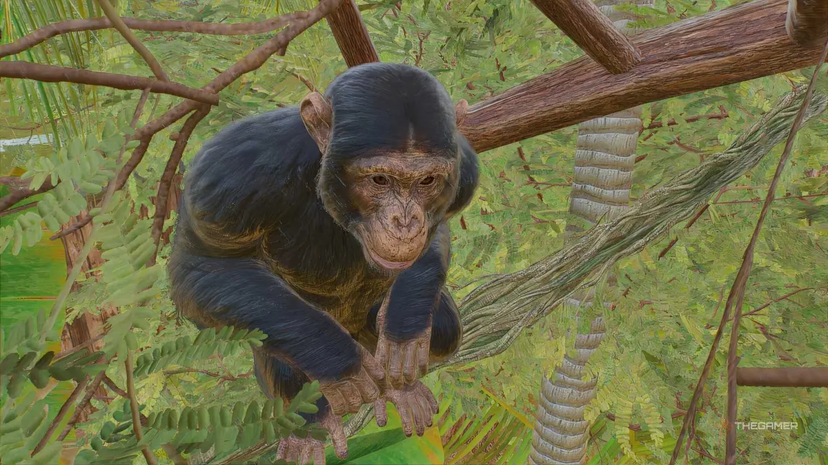 Closeup of a Western Chimp in Planet Zoo 2.
