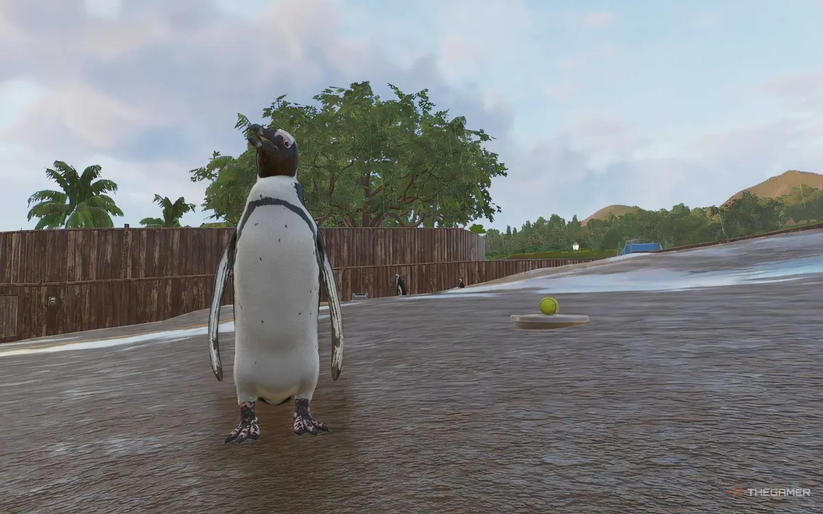African Penguin in Planet Zoo 2