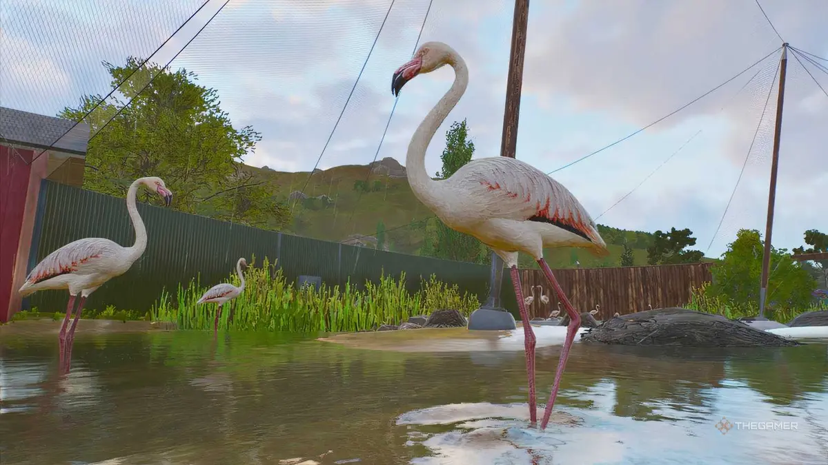 Flamingos standing in the water in Planet Zoo 2.