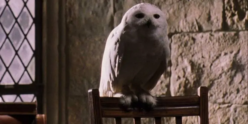 Hedwig sitting on her perch inside of Hogwarts in Harry Potter