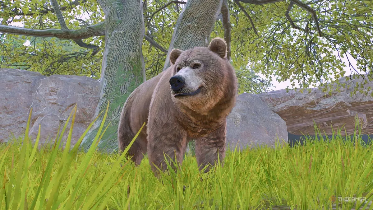 Closeup of a bear in Planet Zoo 2.