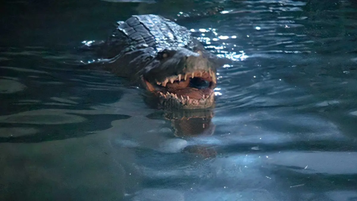 The crocodile submarine in the water in octopussy