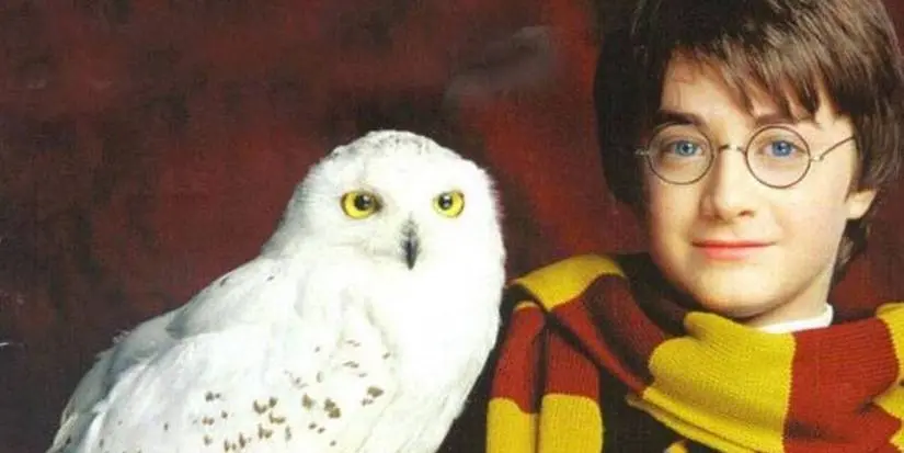 A close-up of Hedwig and Daniel Radcliffe as Harry Potter